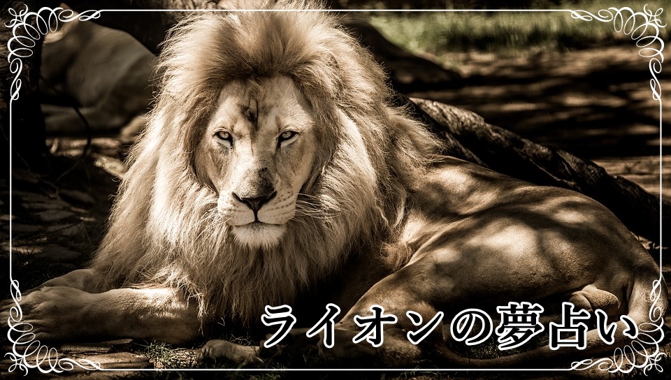 夢占い ライオンの夢が示す１４の意味 襲われる たくさん など ロジカル夢占い